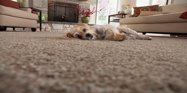 pet floor carpet